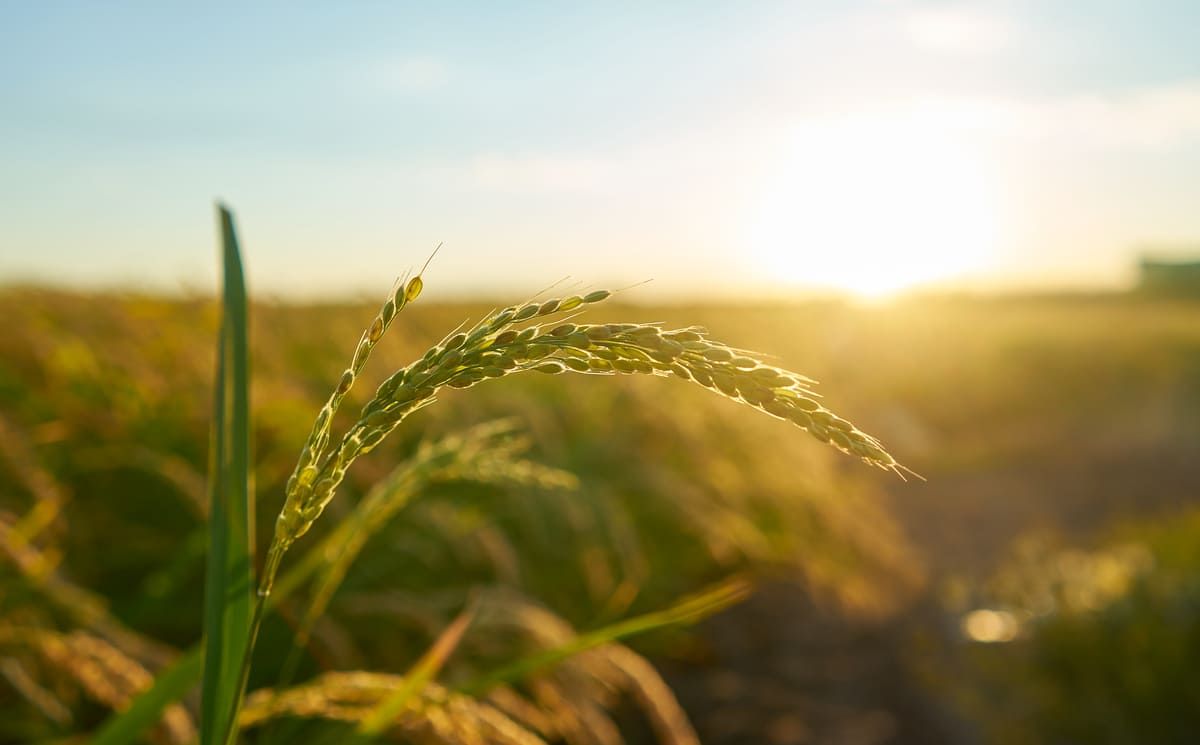 Primo piano di una spiga matura in un campo agricolo, rappresentativa delle iniziative sostenute dal Bando ISMEA 2024 e dal Fondo Innovazione in agricoltura.